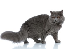 side view of a sweet british longhair cat with gray fur standing and looking away pensive against white studio background