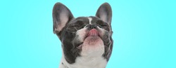 happy little french bulldog puppy is sticking out its tongue with eyes closed on blue background