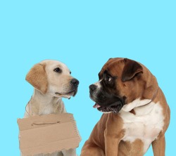 Stray Labrador Retriever wearing adoption sign and curious Boxer looking at it on blue background