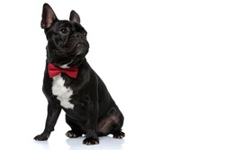 Dutiful French Bulldog puppy wearing bowtie and looking away focused, sitting on white studio background