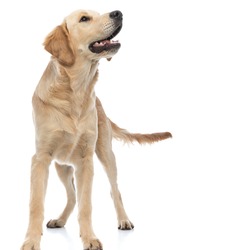 cute golden retriever dog sniffing and searching for something and standing against white background