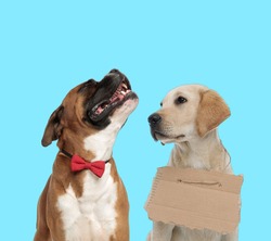Happy Boxer wearing bowtie while looking up and stray Labrador Retriever wearing adoption sign  on blue background