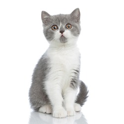 sweet british shorthair cat looking at the camera with big intimidating eyes and sitting against white background
