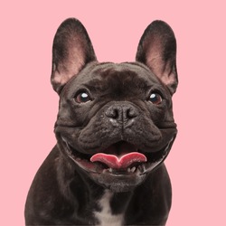 happy french bulldog puppy looking up and sticking out tongue with excitement while sitting in front of pink background
