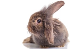 Side view of a lion head rabbit bunny lying on isolated background.