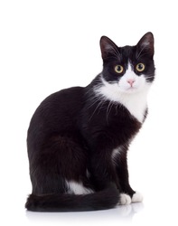 seated cute black and white cat  looking at the camera