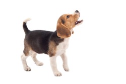 cute purebred beagle looking at something and barking isolated over white
