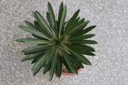 Top View of a Madagascar Palm plant.