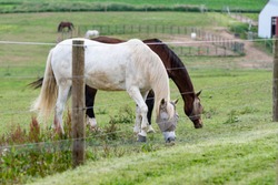 Two horses wearing fly face masks grazing behind an electric high tensile wire fence with other horses out of focus in the background.