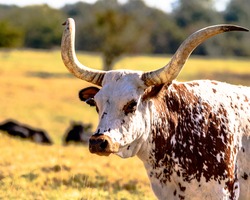 Head and neck of a Longhorn steer in a pasture