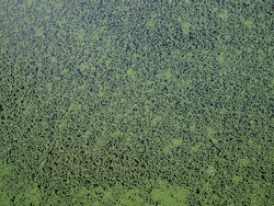 top view of tiny green duckweed floating on water surface of pond, tropical aquatic freshwater weed (lemna minor) used as food for ducks, geese and fish