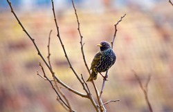 black bird in the tree  ,amazing ,winter ,nature, yellow beak ,rainy weather  ,green ,city ,lovely  ,without , leaves ,empty ,branches ,alone ,cold ,Sturnus vulgaris ,strange ,colorful , 
