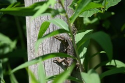 wall lizard in the forest hiding and sunbathing on a sunny day