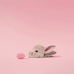 Trendy holiday composition made with Easter cute baby bunny peeking out of a hole on a pastel pink background. Minimal concept of Easter. Creative art, minimal aesthetics. writing space, copy space