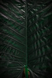 Green giant taro leaf with abstract line for background and texture