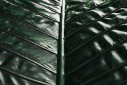 Green giant taro leaf with abstract line for background and texture