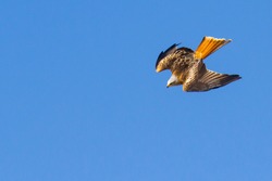 Royal kite flying over blue sky