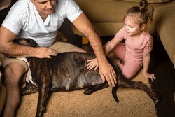 Father with little daughter stroking and soothing a pregnant German Boxer dog before giving birth, show love and care