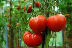 red and ripe tomatoes