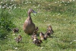 Mother Duck and a dozen chicks go for a walk on the grass in springtime