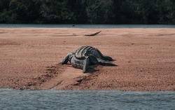 Crocodile dragging its body on sand at Daintree national park, Australia