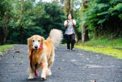 Defocused and gaussian blur background of a golden retriever with owner