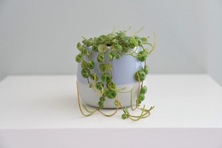 String of turtles (Peperomia prostrata) house plant in a blue pot, isolated on a white shelf and gray green background. Landscape orientation.