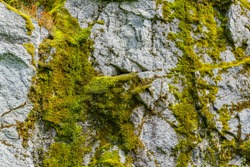Moss on a rock face. Relief and texture of stone with patterns and moss. Stone natural background. Stone with Moss. Stones boulders covered with moss.