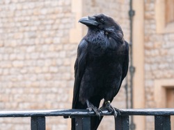 Raven at the Tower of London. Closeup portrait of sitting black raven in Tower of London, UK. Raven at the Tower of London perched on black iron railings with stone wall background. Crow in London.