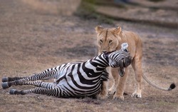 The prey and the predator ,lion hunted zebra 