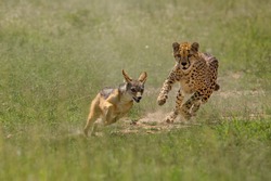 Cheetah chasing Jackal