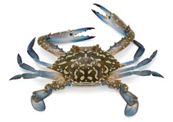 Fresh Crab isolated on white background