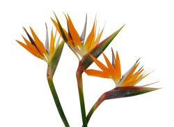beautiful bouquet of flowers bird of paradise on a white background