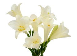 Beautiful white easter lily flower bouquet isolated on white background