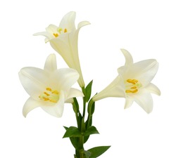 beautiful white easter lily flowers isolated on white background