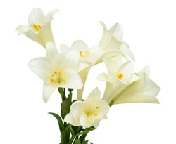 Beautiful white easter lily flower bouquet isolated on white background