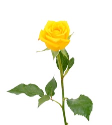 beautiful yellow rose flower isolated on white background