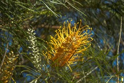 Close-up of a Grevillea robusta – Silky Oak Australian Native Plant and Flower