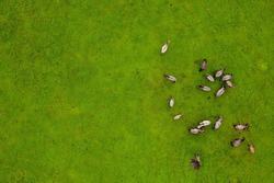Drone flying over various brown white mustangs and cows running on meadow and graze grass on the farmland. Aerial view. Group of animals on pasture. Rural scene. Endangered free families of wild horse