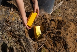 a man's hands take out a treasure in the form of a gold ingot from a hole in the ground. background picture. search for treasure.