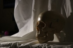 Beige skull on a background of white drapery
