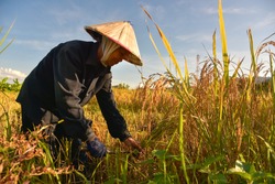 Vietnamese farmer working on rice field in delta Vietnam.