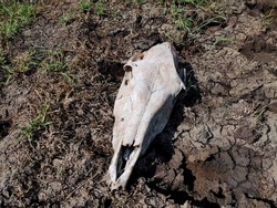 A dead animal, skull bone from the head of a skeleton. skull of dead animal in nature