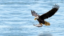 Eagle flying with a fish in its claws on the water, Eagle catching fish