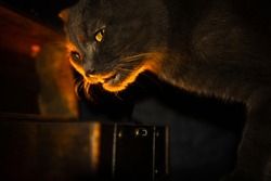 black cat guards jewelry in a box