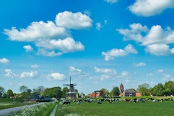 Typical Dutch landscape with cows in a meadow, a windmill and a traditional village with a church tower. Garnwerd, province of Groningen, Netherlands