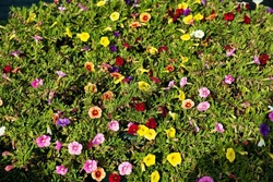 Multicoloured flowers of portulaca (Portulaca grandiflora)
