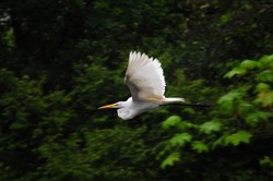 A majestic Great White Egret soars through the Amazon Rainforest
