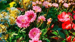 A flower bed with pink, red, and yellow flowers. The photo is taken from a low angle, making the flowers appear larger than life. The background is green.