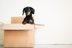 Dog in a box on white background
